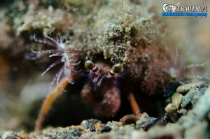 Y O U R - E Y E S 
Hermit crab ( Paguroidea )
Anilao, P... by Irwin Ang 